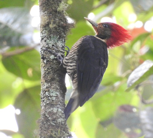 Helmeted Woodpecker (Celeus galeatus)