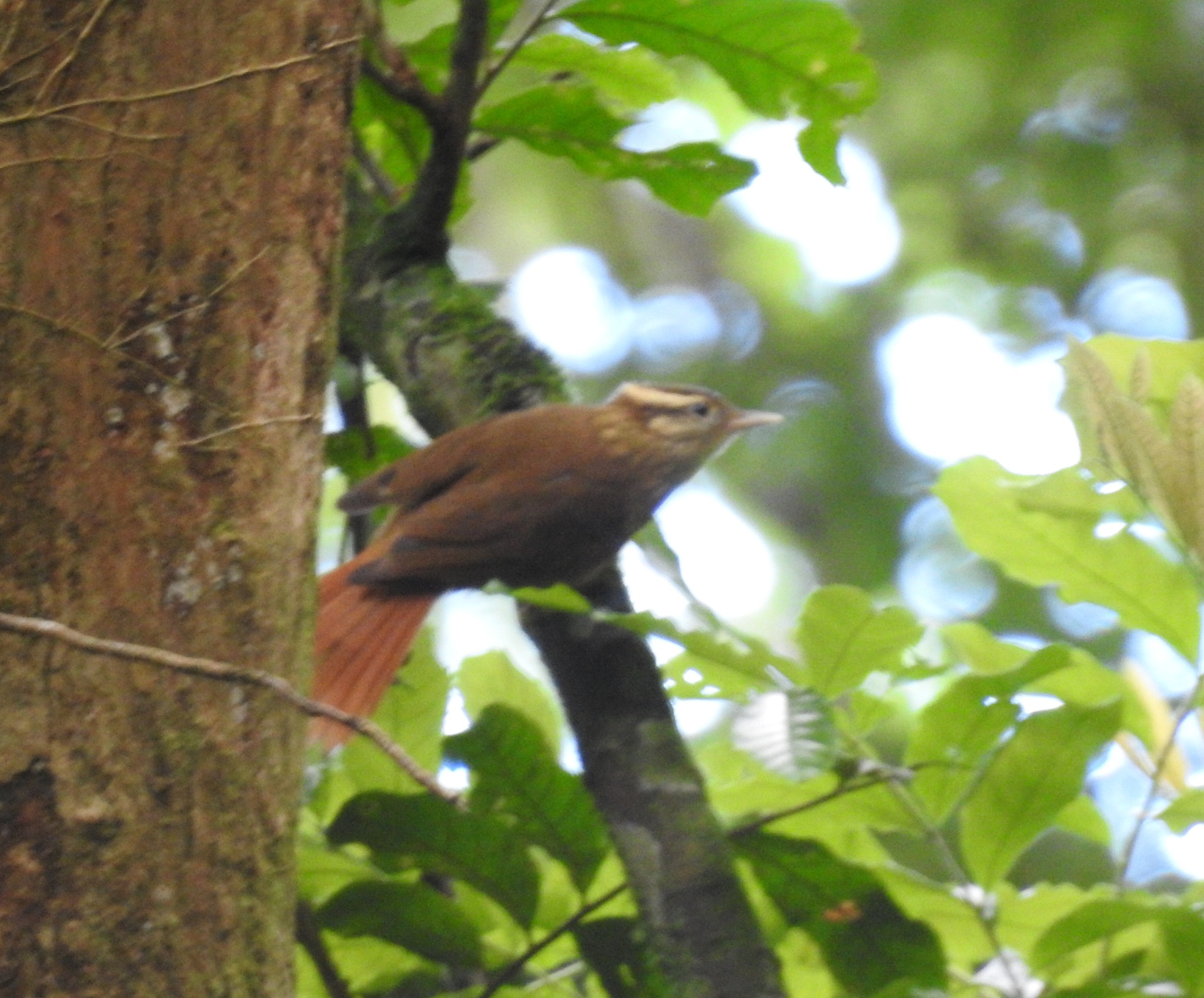 White-browed Foliage-gleaner illustration