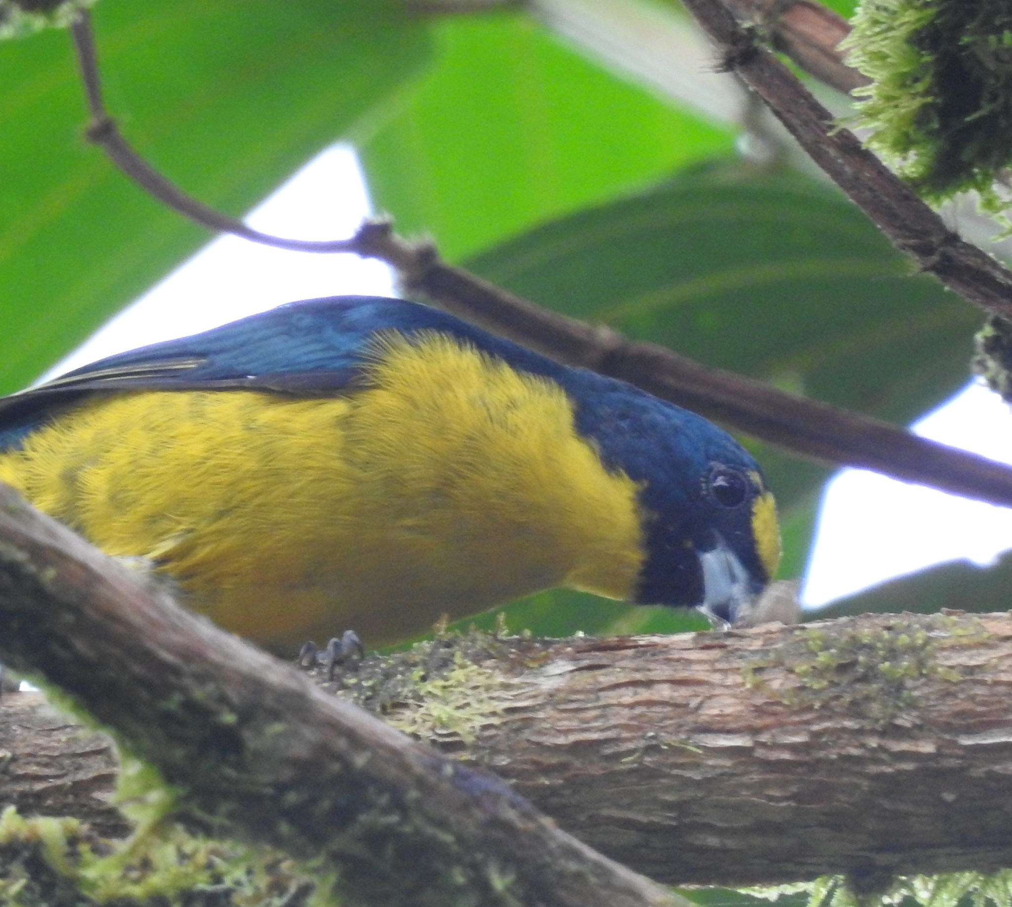 Green-chinned Euphonia (Euphonia chalybea), photo 5