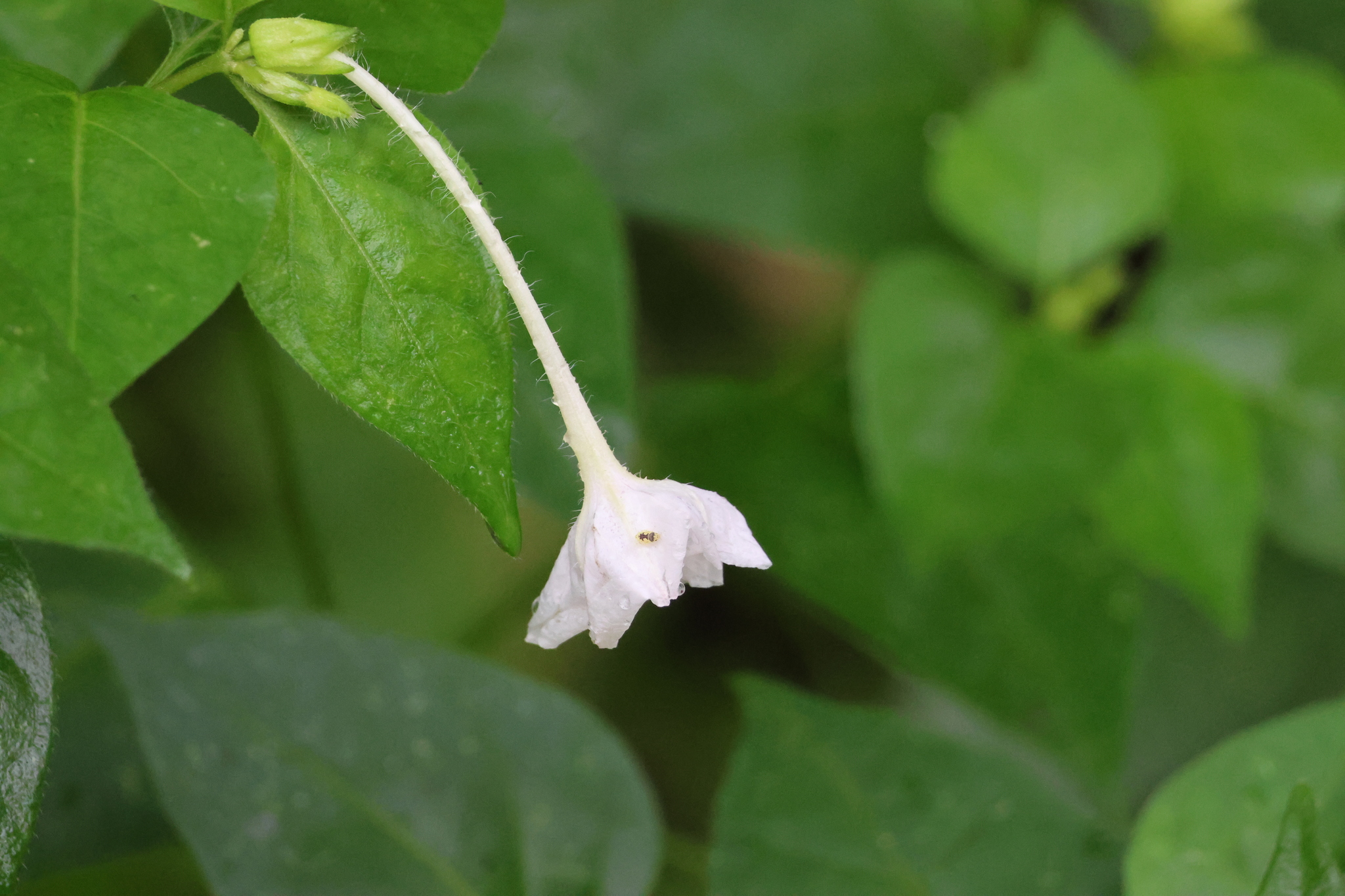 Imagem de Jalapa-de-jardim