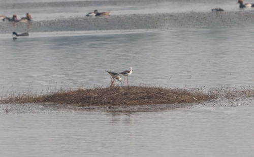 Black-winged Stilt
