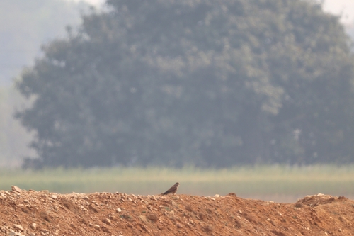 Eurasian Kestrel