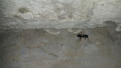 Camponotus xerxes
