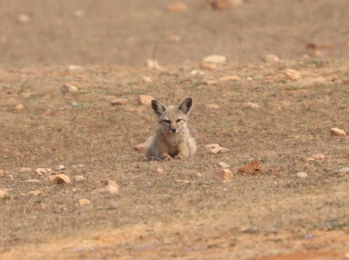Indian Fox