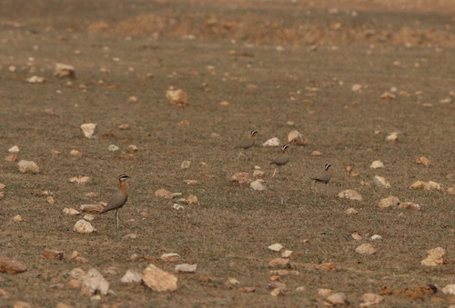 Indian Courser