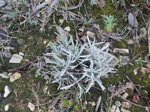Lavandula latifolia iNat (3)