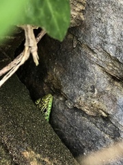 Iberolacerta monticola