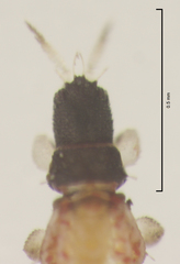 Baenothrips moundi