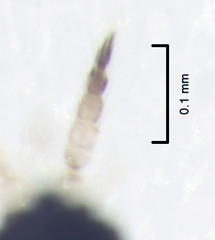 Baenothrips moundi