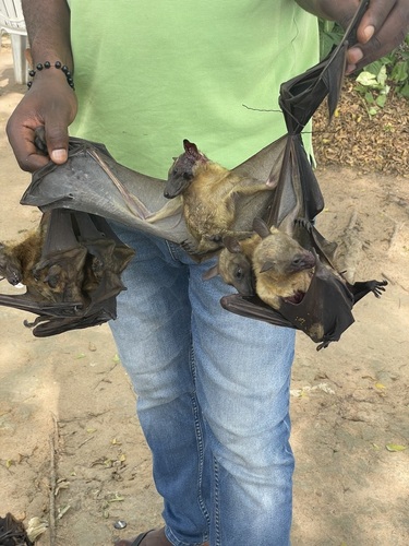 Common Straw-coloured Fruit Bat