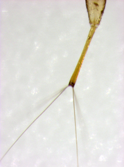 Baenothrips moundi