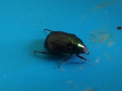 Paranomala cincta