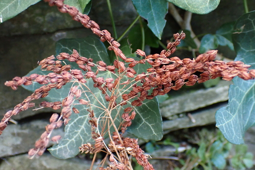 Image of Chiastophyllum oppositifolium by (c) Henry Miller, some rights reserved (CC BY)