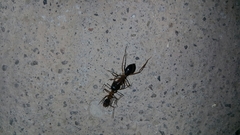 Camponotus xerxes