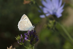 Polyommatus daphnis