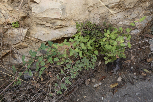 Image of Pellaea ovata by (c) Reid Hardin, some rights reserved (CC BY)