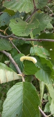 Cimbicidae