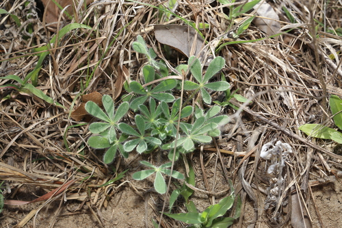 Image of Lupinus subcarnosus by (c) Reid Hardin, some rights reserved (CC BY)