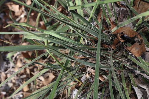 Image of Yucca louisianensis by (c) Reid Hardin, some rights reserved (CC BY)