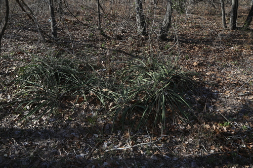 Image of Yucca louisianensis by (c) Reid Hardin, some rights reserved (CC BY)