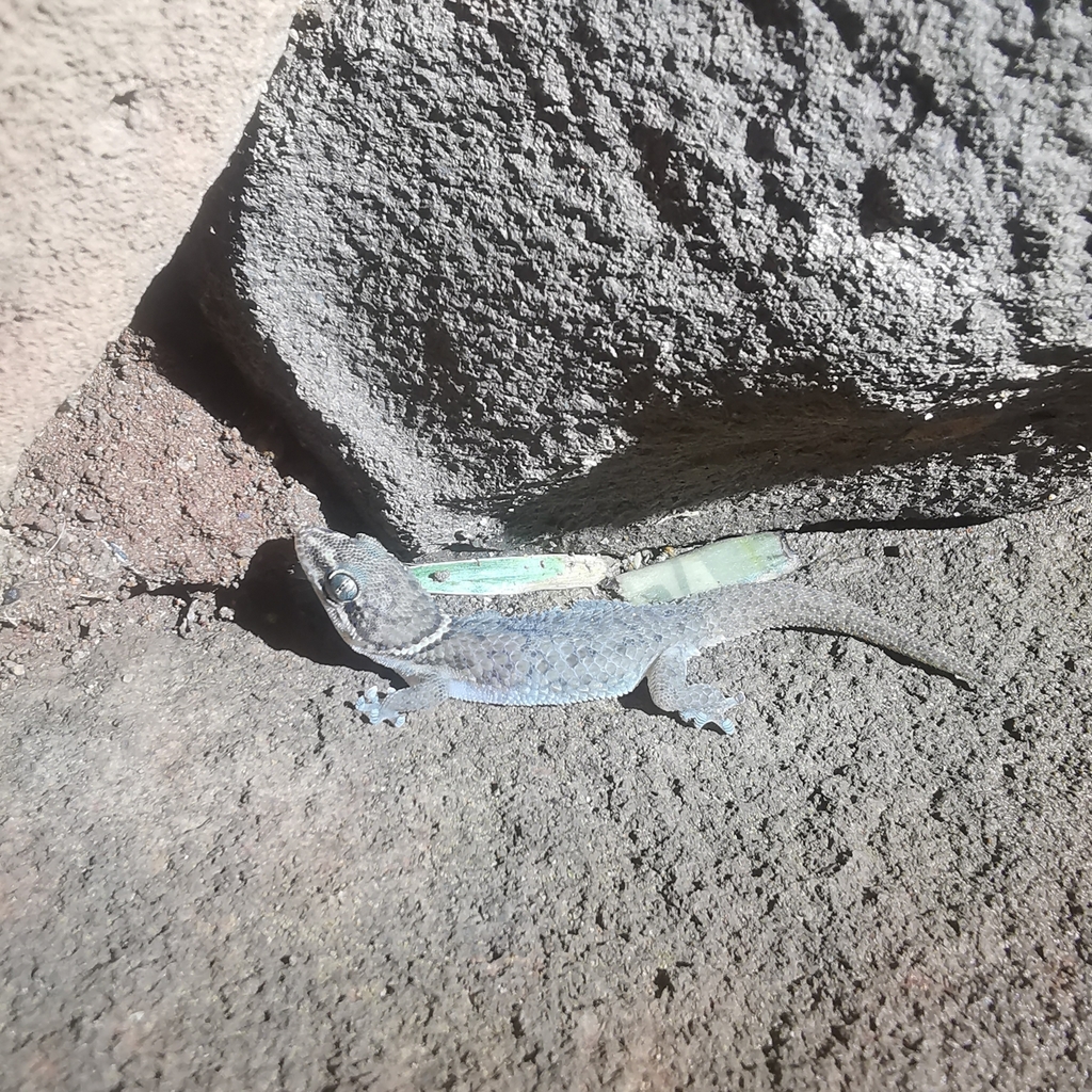Shielded Thick-toed Gecko