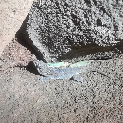 Large-scaled gecko, Pachydactylus scutatus
