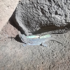 Large-scaled gecko