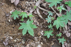 Parasenecio delphiniphyllus