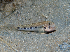 Dash Goby photo 4
