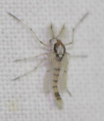 Coelotanypus concinnus