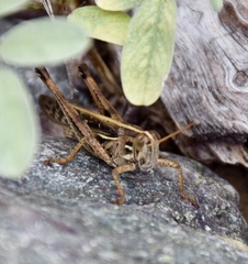 Schistocerca serialis cubense