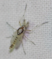 Coelotanypus concinnus