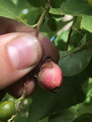 Contarinia virginianiae