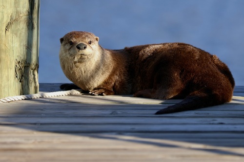 North American River Otter photographed in Mississippi