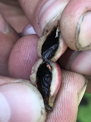 Contarinia virginianiae