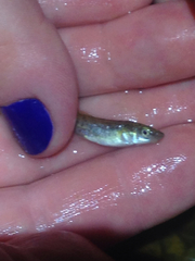 Fundulus catenatus