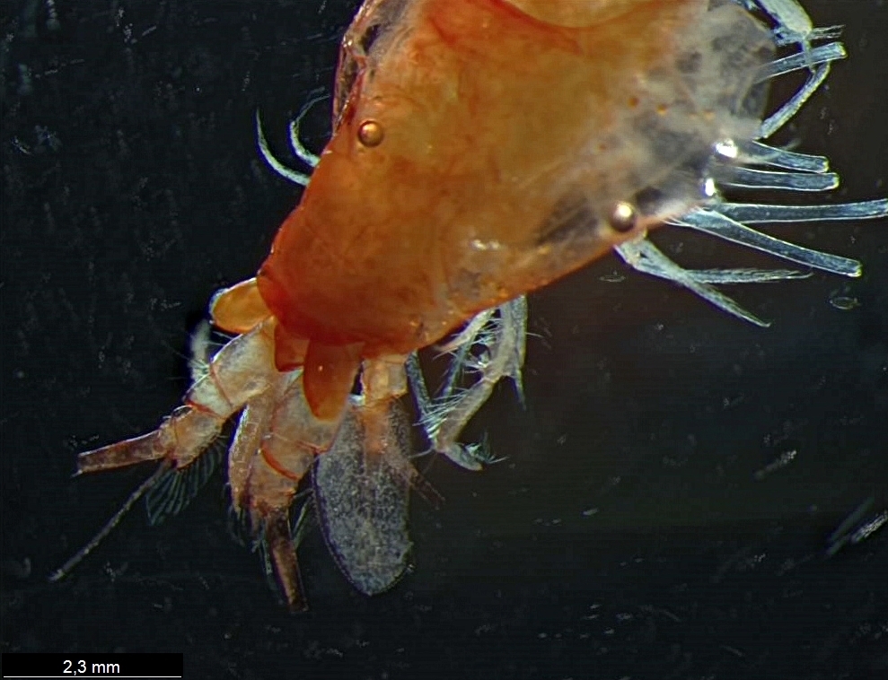 Eucopia grimaldii