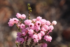 Erica umbelliflora