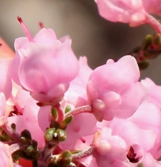Erica umbelliflora