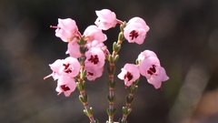 Erica umbelliflora