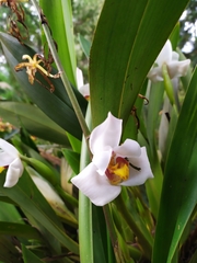 Maxillaria grandiflora