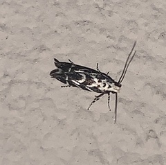 Aristotelia hexacopa