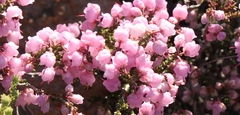 Erica umbelliflora