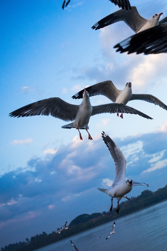 Brown-headed Gull