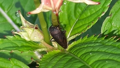Aphrodini