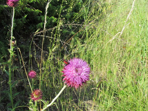 musk thistle (Carduus nutans)
