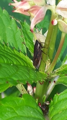 Aphrodini