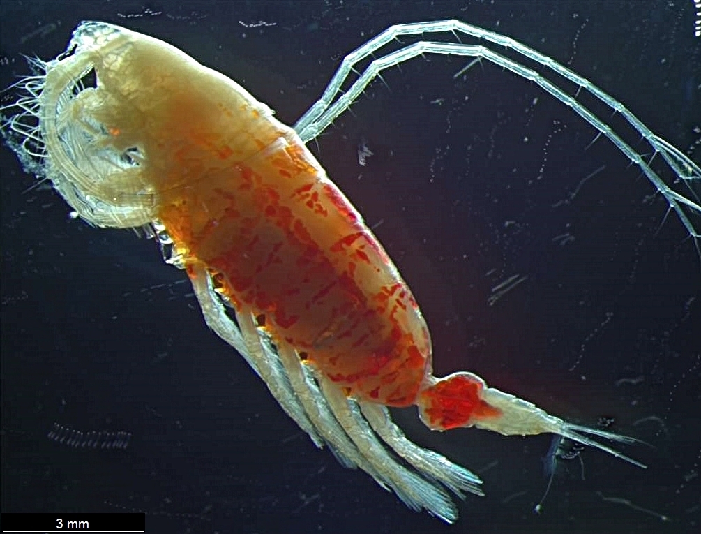Bathycalanus