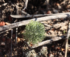 Eriospermum paradoxum