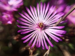 Lampranthus filicaulis